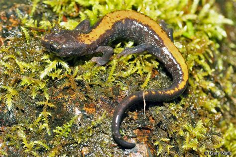 salamanders in idaho|idaho rattlesnake.